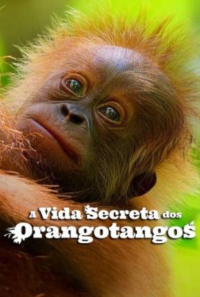 Filme A Vida Secreta dos Orangotangos 2024 Torrent